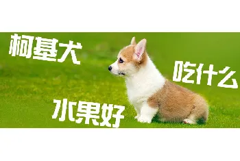 柯基犬吃什么水果好