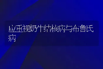 应重视奶牛结核病与布鲁氏病