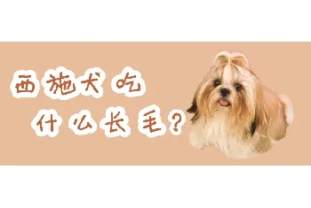 西施犬吃什么长毛