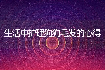 生活中护理狗狗毛发的心得