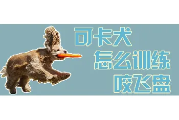 可卡犬怎么训练咬飞盘