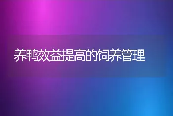 养鸭效益提高的饲养管理