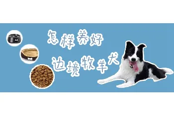 怎样养好边境牧羊犬