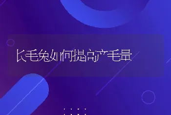 长毛兔如何提高产毛量