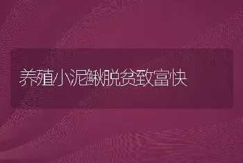 养殖小泥鳅脱贫致富快