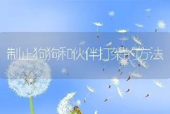 制止狗狗和伙伴打架的方法