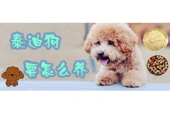 泰迪狗要怎么养