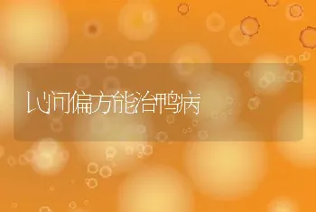 民间偏方能治鸭病