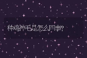 种鸡掉毛是怎么回事？