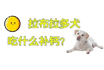 拉布拉多犬吃什么补钙