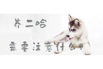 养二哈需要注意什么