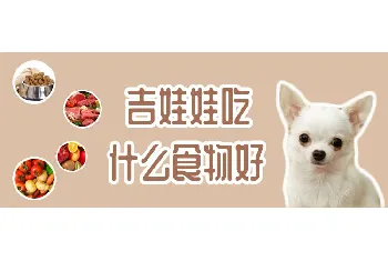 吉娃娃吃什么食物好