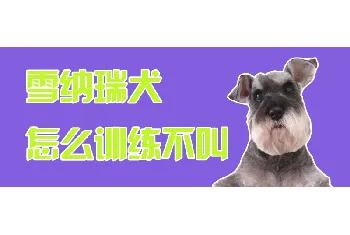 雪纳瑞犬怎么训练不叫