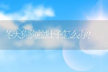 冬天狗狗拉肚子怎么办?