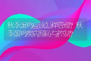 秋季蛋鸡应该怎样管理?秋季蛋鸡疾病预防与控制?