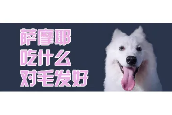 萨摩耶吃什么对毛发好