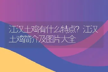 江汉土鸡有什么特点？江汉土鸡简介及图片大全