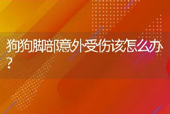 狗狗脚部意外受伤该怎么办?