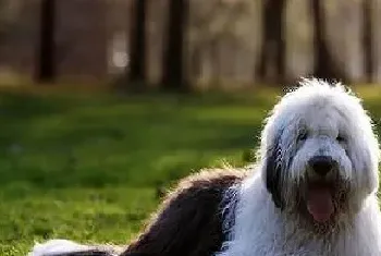 新手怎样训练古牧大小便?两个方法轻松训练古牧犬定点排便!