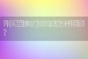 刚买回家的狗狗该怎样照顾?