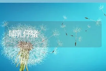 百灵菇鱼片鱼片