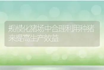 规模化猪场中合理利用种猪来提高生产效益