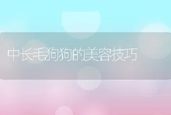 中长毛狗狗的美容技巧