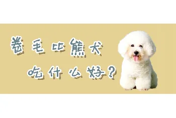 卷毛比熊犬吃什么好