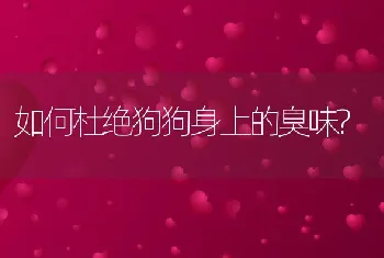 如何杜绝狗狗身上的臭味?