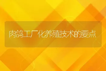 肉鸽工厂化养殖技术的要点