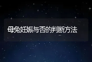 母兔妊娠与否的判断方法