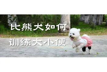 比熊犬如何训练大小便