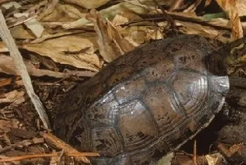 不同季节鳄龟的饲养要点