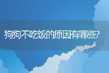 狗狗不吃饭的原因有哪些?