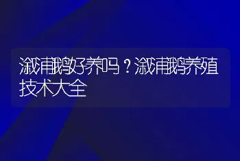 溆浦鹅好养吗？溆浦鹅养殖技术大全