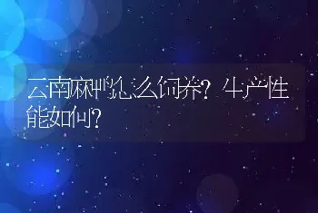 云南麻鸭怎么饲养？生产性能如何？