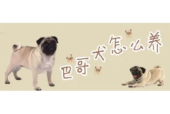 巴哥犬怎么养