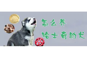 怎么养哈士奇幼犬