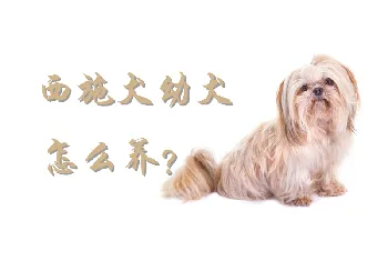 西施犬幼犬怎么养