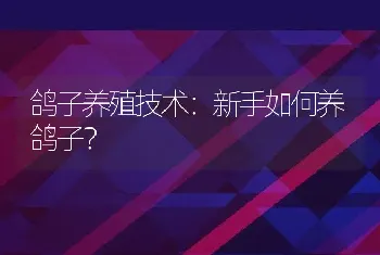 鸽子养殖技术：新手如何养鸽子？