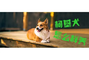 柯基犬怎么样养