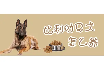 比利时马犬怎么养