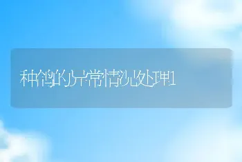 种鸽的异常情况处理1