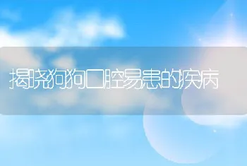 揭晓狗狗口腔易患的疾病