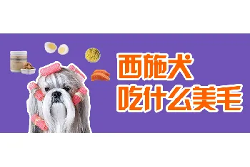 西施犬吃什么美毛