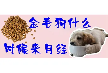 金毛狗什么时候来月经