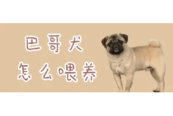 巴哥犬怎么喂养