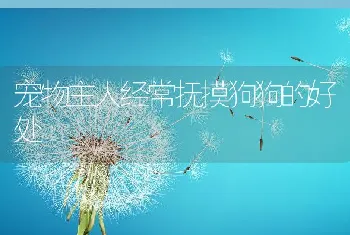 宠物主人经常抚摸狗狗的好处