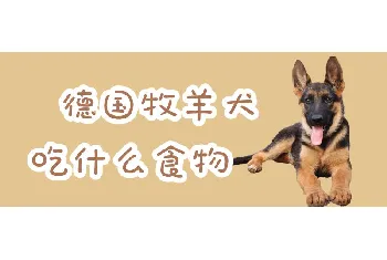 德国牧羊犬吃什么食物