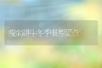 瘦弱耕牛冬季喂养要点